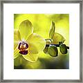 Yellow Orchid Flower Framed Print