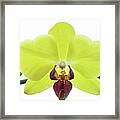 Yellow Orchid. Framed Print