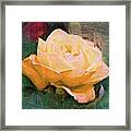 Yellow Radiant Rose Framed Print