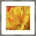 Yellow Rhododendron Flower Framed Print