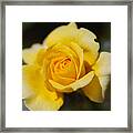 Yellow Rose Dreamer Framed Print