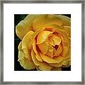 Yellow Rose Water Beads Framed Print