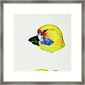 Yellow Rosella, Yellow-bellied Parrakeet And Pale-headed Rosella Framed Print