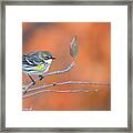Yellow Rumped Warbler At Patsy Pond Framed Print