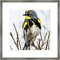 Yellow-rumped Warbler Profile Framed Print