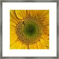 Yellow Sunflower Framed Print