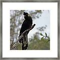 Yellow-tailed Black Cockatoo Perched Framed Print