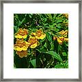 Yellow Trumpetbush Or Yellow Elder Dthn0380 Framed Print