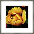 Yellow Tulip In 2014 Framed Print