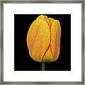 Yellow Tulip On Black Framed Print