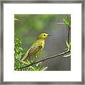 Yellow Warbler Framed Print