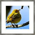Yellow Warbler Singing In The Spotlight Framed Print