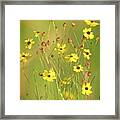 Yellow Wild Flowers Framed Print
