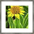 Yellow Wildflower In The Croatan National Forest Framed Print