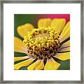 Yellow Zinnia Framed Print