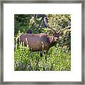 Yellowstone Bull Elk Framed Print