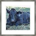 Yo7 Caught In Fence Framed Print