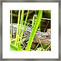 Young Alligator In The Grass Framed Print