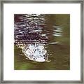 Young Alligator Watching #4 Framed Print