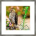 Young Ca Falcon 2020 2 Framed Print