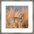 Young Deer In Tall Grass Framed Print