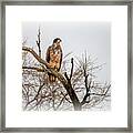 Young Eagle Searching The Field Framed Print