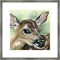 Young Fawn On Green Framed Print