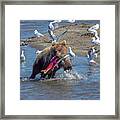 Young Fishing Brown Bear With Salmon Framed Print