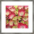 Young French Hydrangea Framed Print