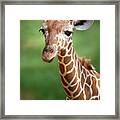 Young Giraffe Framed Print