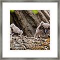 Young Great Horned Owls Framed Print