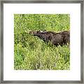 Young Male Moose At Gros Ventre Framed Print