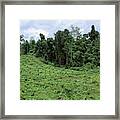 Young Oil Palm Plantation (elaeis) In Front Of Rainforest, Rainforest Destruction, Sabah, Borneo, Southeast Asia Framed Print