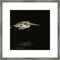 Young Pelican 2016-8 Framed Print
