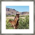 Young Bay Trust Framed Print