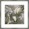 Young Snowy Egrets In The Trees Framed Print