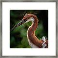 Young Tri Colored Heron Framed Print