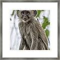 Young Vervet Monkey Pausing To Look At Me, No. 1 Framed Print