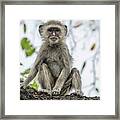 Young Vervet Monkey Pausing To Look At Me, No. 3 Framed Print