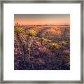 Yucca Island Framed Print