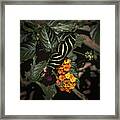 Zebra Butterfly Framed Print