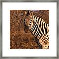 Zebra Portrait At Sunset Framed Print