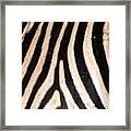 Zebra Print Framed Print