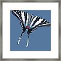 Zebra Swallowtail Butterfly Framed Print