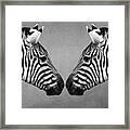 Zebra Twins Framed Print