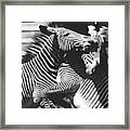 Zebras At The Bronx Zoo Framed Print