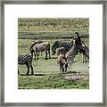 Zebras Fighting Framed Print