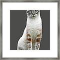 Zing The Cat Clear Framed Print