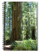 Redwood trees california