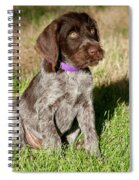 Nine-week-old Drahthaar Puppy #4 Acrylic Print By William